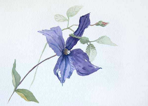 Set of 5 Clematis Durandii Greeting Cards